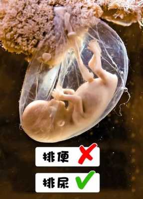 胎儿会排泄吗(胎儿会排泄吗排泄物去哪了) 第2张 胎儿会排泄吗(胎儿会排泄吗排泄物去哪了) 第2张