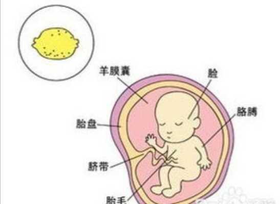 胎儿脐带吸收营养图(胎儿脐带吸收营养图片) 第1张 胎儿脐带吸收营养图(胎儿脐带吸收营养图片) 第1张