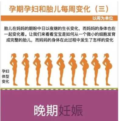 孕中期胎儿发育情况(孕中期胎儿发育情况) 第1张 孕中期胎儿发育情况(孕中期胎儿发育情况) 第1张