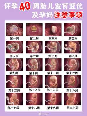 孕中期胎儿发育情况(孕中期胎儿发育情况) 第2张 孕中期胎儿发育情况(孕中期胎儿发育情况) 第2张