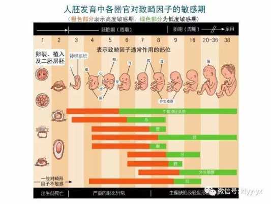 孕期准妈妈(孕期准妈妈药物代谢特点) 第1张 孕期准妈妈(孕期准妈妈药物代谢特点) 第1张