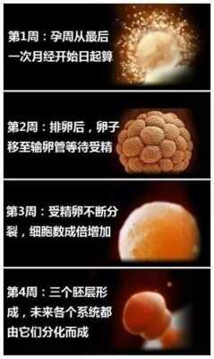 孕期发育过程(怀孕几个月胎儿发育完全) 第1张 孕期发育过程(怀孕几个月胎儿发育完全) 第1张