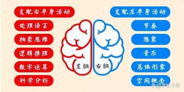 胎儿偏左是男孩女孩(父母都是右撇子孩子是左撇子) 第2张 胎儿偏左是男孩女孩(父母都是右撇子孩子是左撇子) 第2张