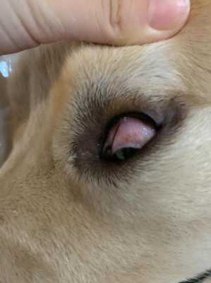 孕期视力下降（狗狗怀孕了经常流眼屎正常吗）  第3张