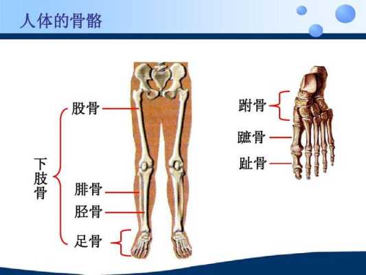 胎儿股骨和胫腓骨弯曲是什么原因造成的,胎儿弯曲的股骨图片大全 第1张 胎儿股骨和胫腓骨弯曲是什么原因造成的,胎儿弯曲的股骨图片大全 第1张
