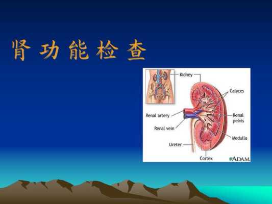 胎儿肾功能如何检查(胎儿肾功能如何检查出来) 第1张 胎儿肾功能如何检查(胎儿肾功能如何检查出来) 第1张