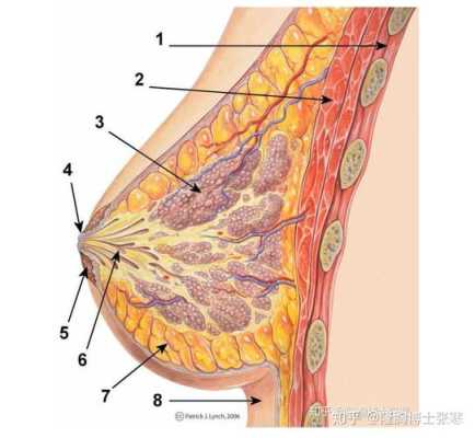 孕期乳房周围长小肉粒这是为什么的呢,孕期乳晕变大变黑正常吗 第2张 孕期乳房周围长小肉粒这是为什么的呢,孕期乳晕变大变黑正常吗 第2张