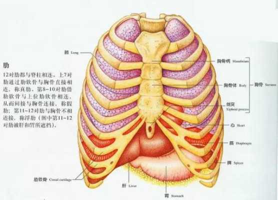 胎儿十二肋骨缺失原因(胎儿十二肋骨缺失原因有哪些) 第2张 胎儿十二肋骨缺失原因(胎儿十二肋骨缺失原因有哪些) 第2张