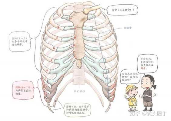 胎儿十二肋骨缺失原因(胎儿十二肋骨缺失原因有哪些) 第3张 胎儿十二肋骨缺失原因(胎儿十二肋骨缺失原因有哪些) 第3张