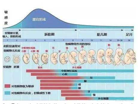 染色体正常胎儿畸形什么原因,胎儿出现畸形的原因有哪些 第1张 染色体正常胎儿畸形什么原因,胎儿出现畸形的原因有哪些 第1张