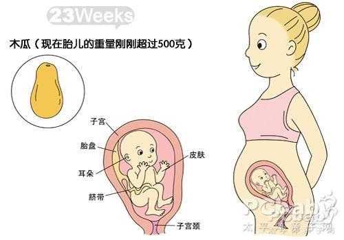孕期23周(孕23周胎儿发育标准是什么) 第2张 孕期23周(孕23周胎儿发育标准是什么) 第2张