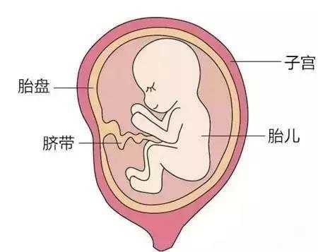 孕妇的肚脐眼连接着胎儿的哪里,孕妇肚脐连着胎儿哪里疼 第3张 孕妇的肚脐眼连接着胎儿的哪里,孕妇肚脐连着胎儿哪里疼 第3张