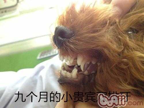 孕期牙龈脱落(6个月打的泰迪犬,下排牙齿掉了,但是好像粘在牙龈上了,怎么办) 第1张 孕期牙龈脱落(6个月打的泰迪犬,下排牙齿掉了,但是好像粘在牙龈上了,怎么办) 第1张