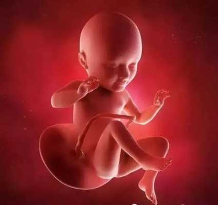 怀孕34天胎儿图片（怀孕34天胎儿图片大全）  第2张