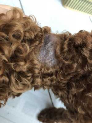 泰迪犬脖子后小块皮肤变硬增厚,胎儿颈部增厚消失怎么回事 第2张 泰迪犬脖子后小块皮肤变硬增厚,胎儿颈部增厚消失怎么回事 第2张