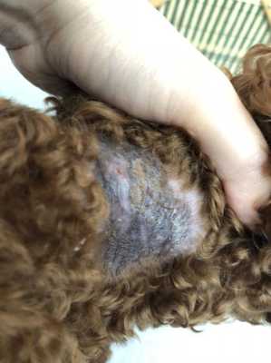 泰迪犬脖子后小块皮肤变硬增厚,胎儿颈部增厚消失怎么回事 第3张 泰迪犬脖子后小块皮肤变硬增厚,胎儿颈部增厚消失怎么回事 第3张