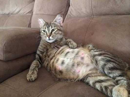 猫咪怀孕体重会增加多少正常,孕期增重过快怎么办 第1张 猫咪怀孕体重会增加多少正常,孕期增重过快怎么办 第1张