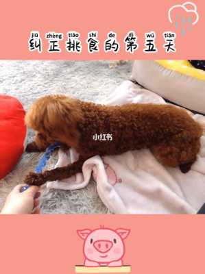 怀孕泰迪挑食的解决方法,孕期挑食严重怎么办 第2张 怀孕泰迪挑食的解决方法,孕期挑食严重怎么办 第2张