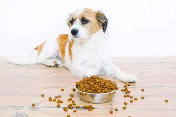 怀孕泰迪挑食的解决方法,孕期挑食严重怎么办 第3张 怀孕泰迪挑食的解决方法,孕期挑食严重怎么办 第3张