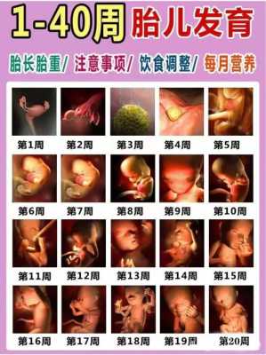 怀孕周期胎儿生长图片(想问一下胎儿几周成形,不再只是孕囊) 第1张 怀孕周期胎儿生长图片(想问一下胎儿几周成形,不再只是孕囊) 第1张