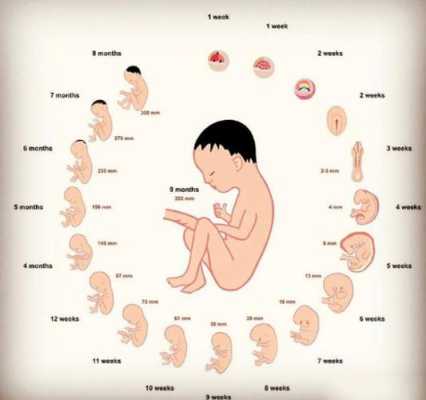 孕妇十一周胎儿有多大?怎么测,如何自测胎儿是否健康呢 第1张 孕妇十一周胎儿有多大?怎么测,如何自测胎儿是否健康呢 第1张