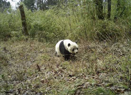 一甜相机怎么抠头熊猫头教学,孕妇吃甜食胎儿头大吗  第2张