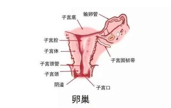 孕妇外阴肿大怎么办, 第2张 孕妇外阴肿大怎么办, 第2张