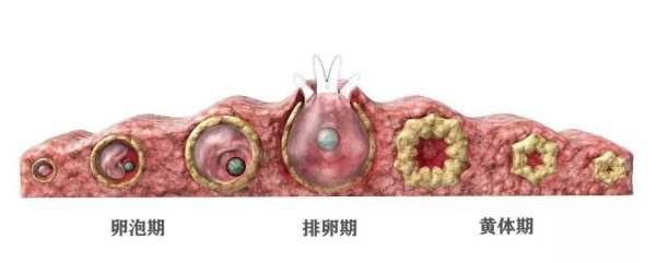 什么是黄体破裂,孕期黄体破裂是怎么回事 第1张 什么是黄体破裂,孕期黄体破裂是怎么回事 第1张