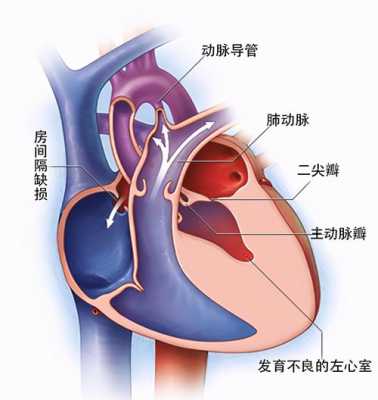 导致胎儿不发育的原因(胎儿左右心室较不对称,怎么回事) 第2张 导致胎儿不发育的原因(胎儿左右心室较不对称,怎么回事) 第2张