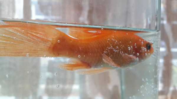梦到胎儿把肚皮踢破了(梦到胎儿把肚皮踢破了流血) 第2张 梦到胎儿把肚皮踢破了(梦到胎儿把肚皮踢破了流血) 第2张
