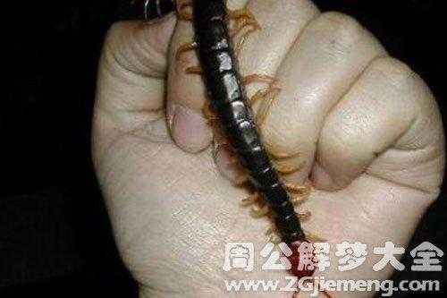 孕期梦见蜈蚣（孕期梦见蜈蚣什么意思）  第2张