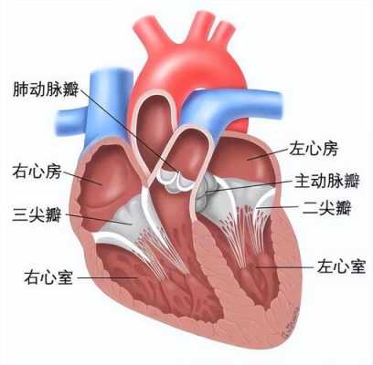 胎儿二三尖瓣少量返流(二三尖瓣少量返流怎么回事) 第2张 胎儿二三尖瓣少量返流(二三尖瓣少量返流怎么回事) 第2张