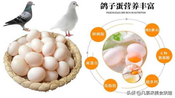 孕期吃鸽子蛋(鸽子蛋是什么) 第2张 孕期吃鸽子蛋(鸽子蛋是什么) 第2张