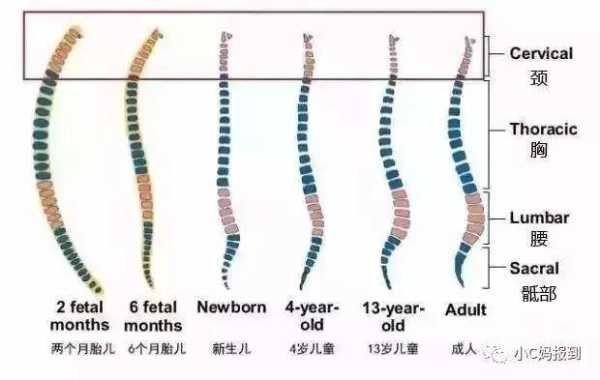 宝宝脖子什么时候变长,胎儿脊椎什么时候发育完善 第1张 宝宝脖子什么时候变长,胎儿脊椎什么时候发育完善 第1张