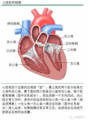 胎儿三尖瓣轻度反流是什么意思,胎儿二三尖瓣轻度反流是什么原因 第2张 胎儿三尖瓣轻度反流是什么意思,胎儿二三尖瓣轻度反流是什么原因 第2张
