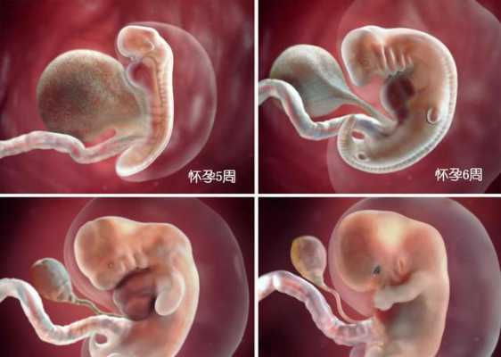 胎儿尾巴什么时候消失（胎儿尾巴什么时候消失的）  第2张