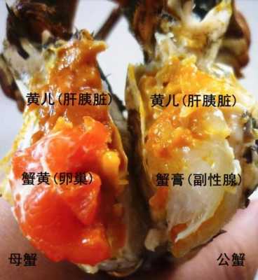 孕期吃蟹黄吗(孕期吃蟹黄吗会怎么样) 第2张 孕期吃蟹黄吗(孕期吃蟹黄吗会怎么样) 第2张