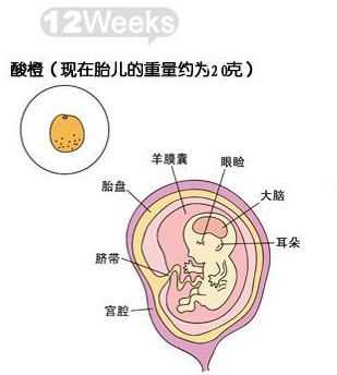 孕12周宝宝在肚子哪个位置,孕初期胎儿在肚脐什么位置 第2张 孕12周宝宝在肚子哪个位置,孕初期胎儿在肚脐什么位置 第2张