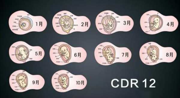 怀孕一般怀多少周,孕期总共多少天生产  第3张