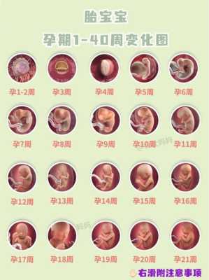胎儿强光斑要注意什么(胎儿强光斑要注意什么事项) 第3张 胎儿强光斑要注意什么(胎儿强光斑要注意什么事项) 第3张