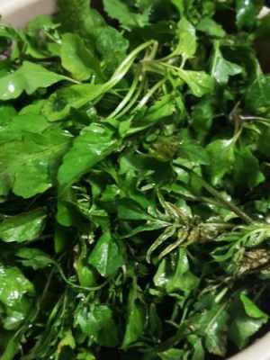 孕妇可以吃荠菜吗,孕期能吃荠菜吗,为什么感觉吃过肚子不舒服 第2张 孕妇可以吃荠菜吗,孕期能吃荠菜吗,为什么感觉吃过肚子不舒服 第2张