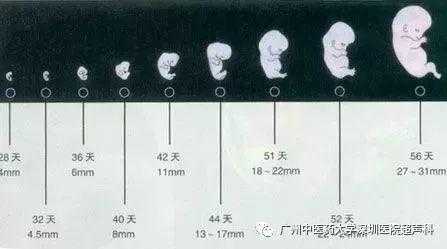 胎儿发育偏小两周(胎儿发育偏小两周怎么办) 第2张 胎儿发育偏小两周(胎儿发育偏小两周怎么办) 第2张