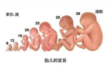 怀孕六十天的胎儿样子(怀孕六十天的胎儿样子图片) 第1张 怀孕六十天的胎儿样子(怀孕六十天的胎儿样子图片) 第1张