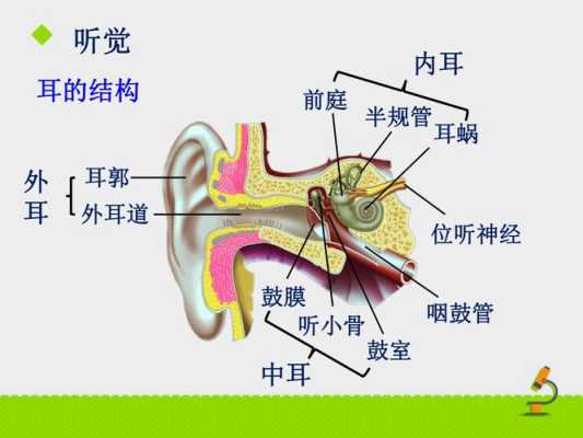 孕妇耳朵疼对胎儿影响(孕妇耳朵疼对胎儿影响大吗) 第1张 孕妇耳朵疼对胎儿影响(孕妇耳朵疼对胎儿影响大吗) 第1张