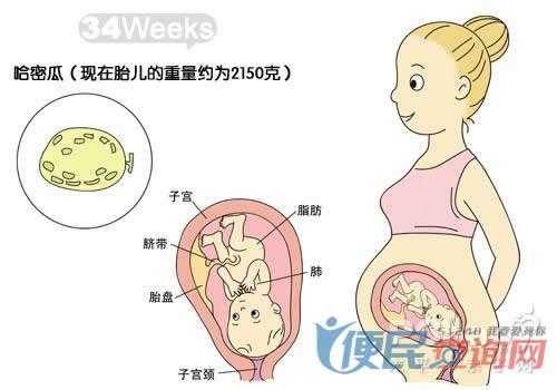怀孕34天胎儿发育图(怀孕34天胎儿发育图片) 第2张 怀孕34天胎儿发育图(怀孕34天胎儿发育图片) 第2张