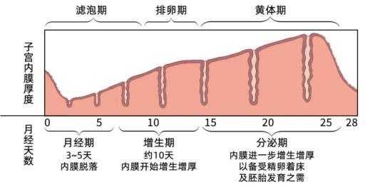 怀孕初期内膜厚多少,孕期内膜厚度多少算正常 第3张 怀孕初期内膜厚多少,孕期内膜厚度多少算正常 第3张