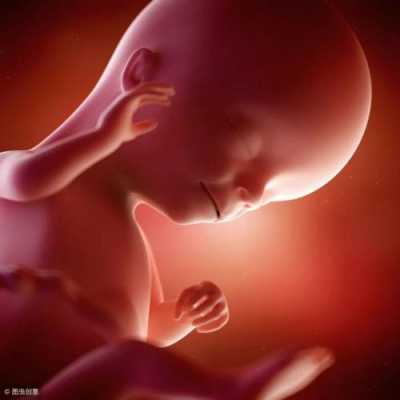 怀孕14周胎儿图片欣赏(怀孕14周胎儿真实图片欣赏) 第3张 怀孕14周胎儿图片欣赏(怀孕14周胎儿真实图片欣赏) 第3张