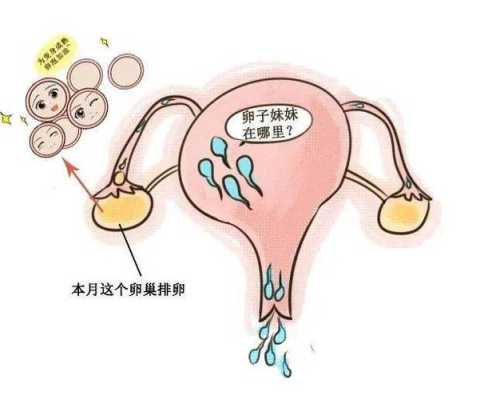 孕期卵巢排卵吗(孕期卵巢排卵吗会怀孕吗) 第1张 孕期卵巢排卵吗(孕期卵巢排卵吗会怀孕吗) 第1张