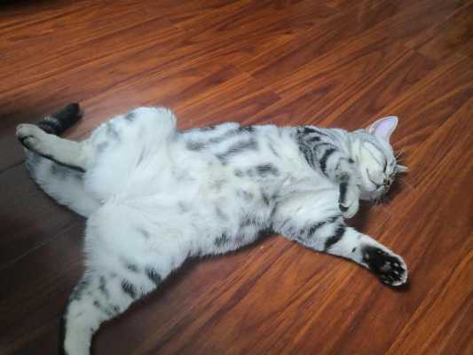 猫咪怀孕为什么喜欢肚皮朝上躺着,胎儿脸朝上躺着一般都女孩吗? 第3张 猫咪怀孕为什么喜欢肚皮朝上躺着,胎儿脸朝上躺着一般都女孩吗? 第3张