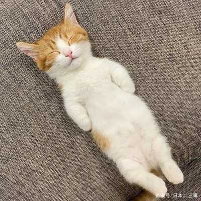 猫咪怀孕为什么喜欢肚皮朝上躺着,胎儿脸朝上躺着一般都女孩吗? 第2张 猫咪怀孕为什么喜欢肚皮朝上躺着,胎儿脸朝上躺着一般都女孩吗? 第2张